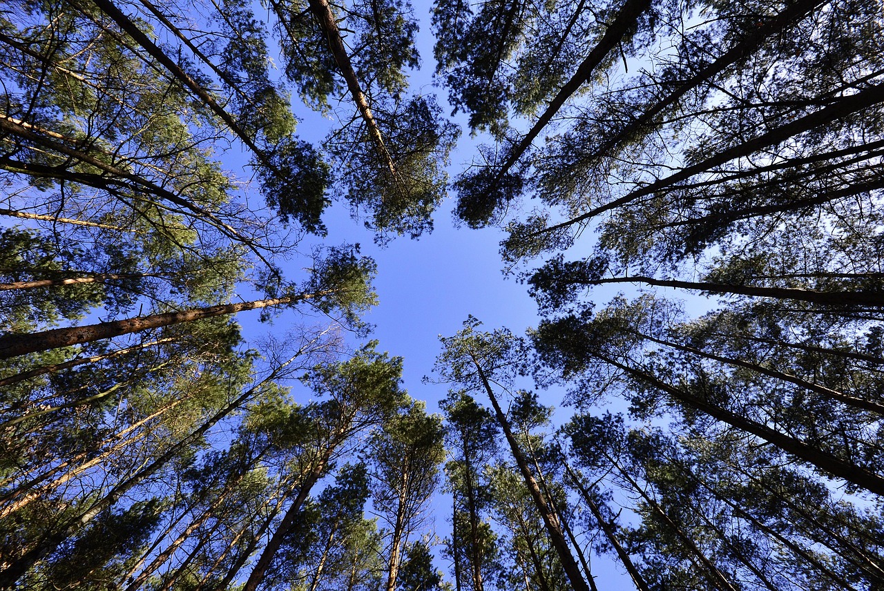 Photo looking upwards at numerous trees within a forest - beyond the trees the sky is blue 